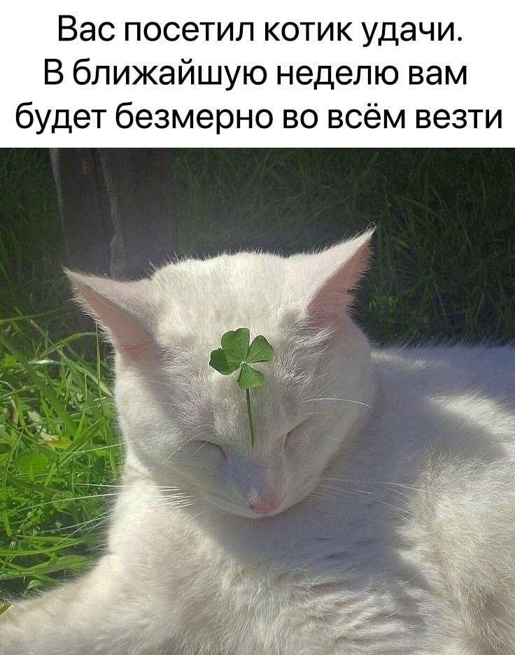 Вас посетил котик удачи. В ближайшую неделю вам будет безмерно во всём везти