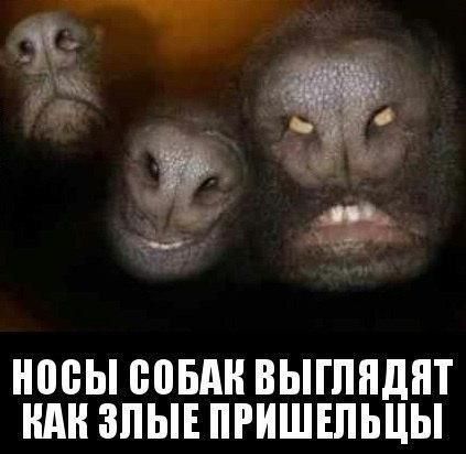 Носы собак выглядят как злые пришельцы
