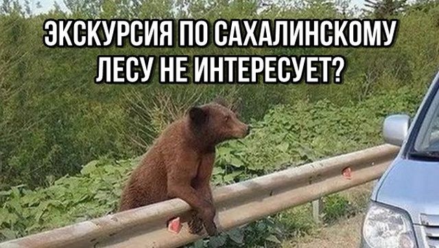 ЭКСКУРСИЯ ПО САХАЛИНСКОМУ ЛЕСУ НЕ ИНТЕРЕСУЕТ?