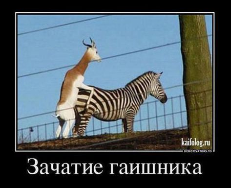 Зачатие гаишника