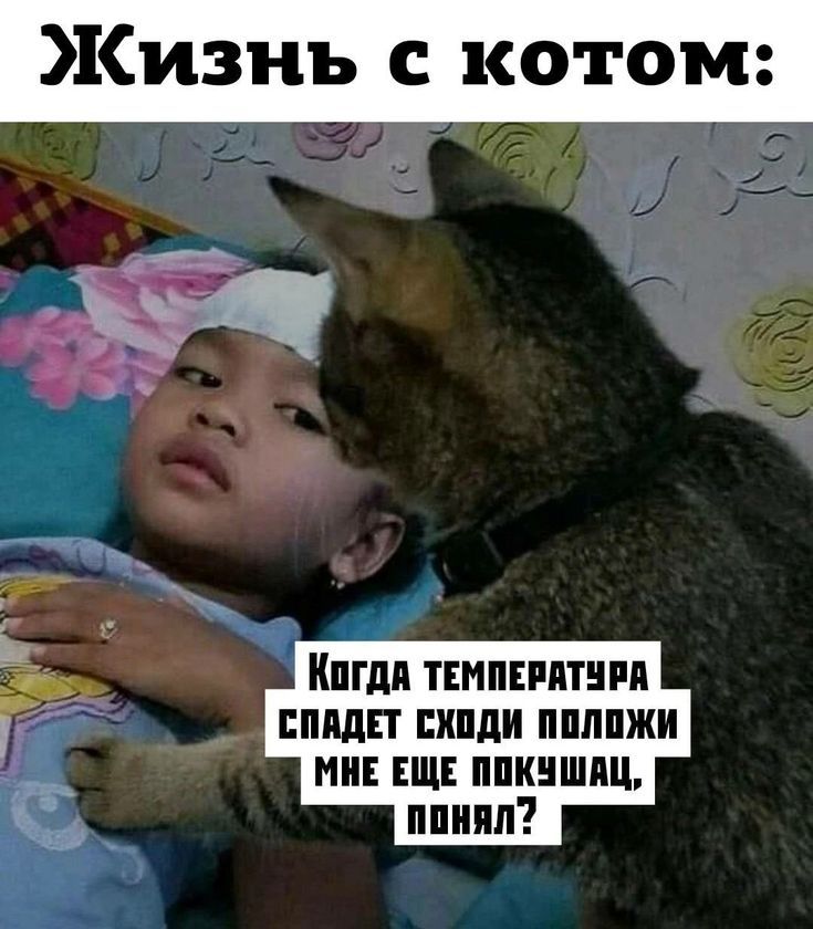 Жизнь с котом:
Когда температура спадет сходи положи мне еще покушать, понял?