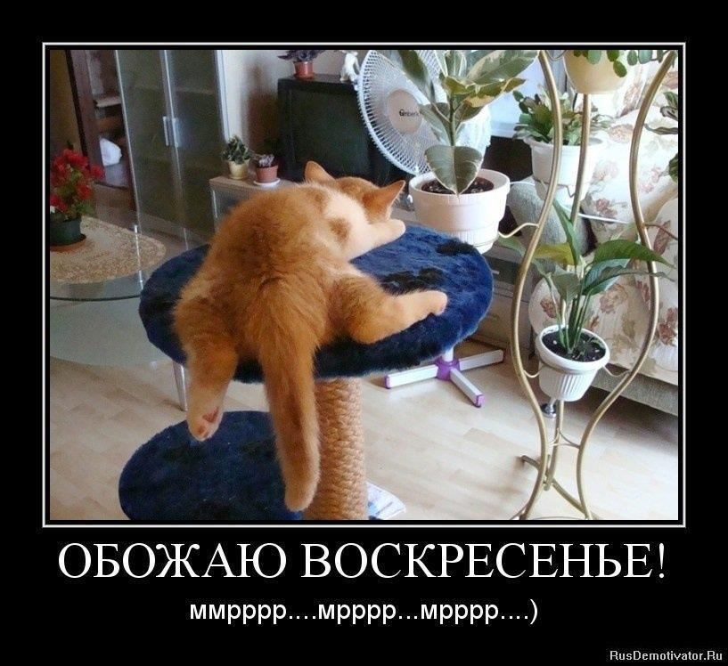 ОБОЖАЮ ВОСКРЕСЕНЬЕ! мммrrrr…мпррр…мпррр…)