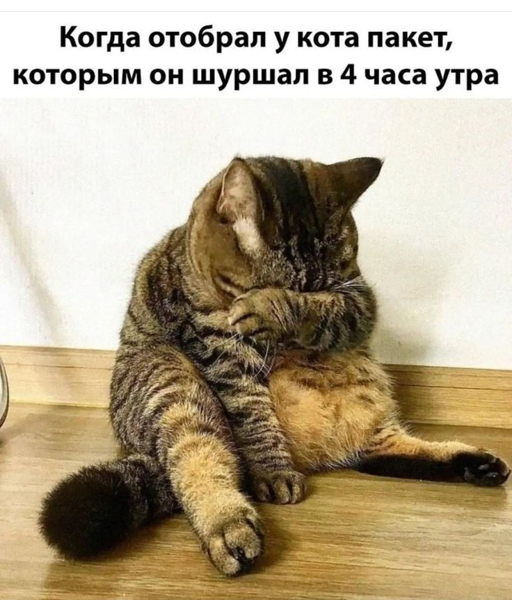 Когда отобрал у кота пакет, которым он шуршал в 4 часа утра