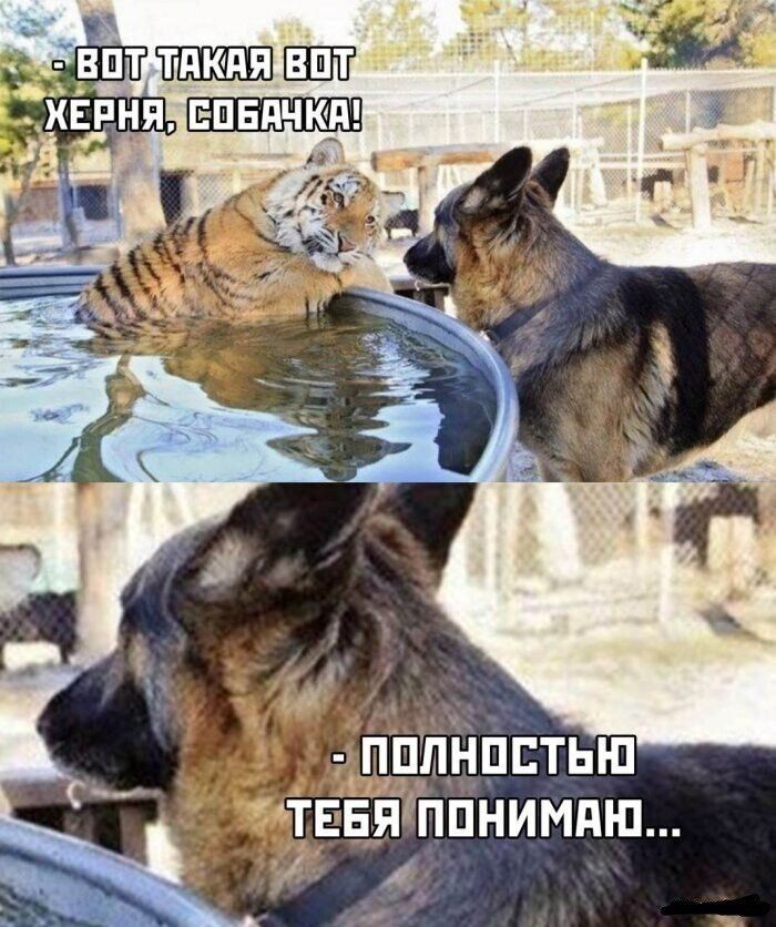 - ВОТ ТАКАЯ ВОТ ХЕРНЯ, СОБАКА!
- ПОЛНОСТЬЮ ТЕБЯ ПОНИМАЮ...
