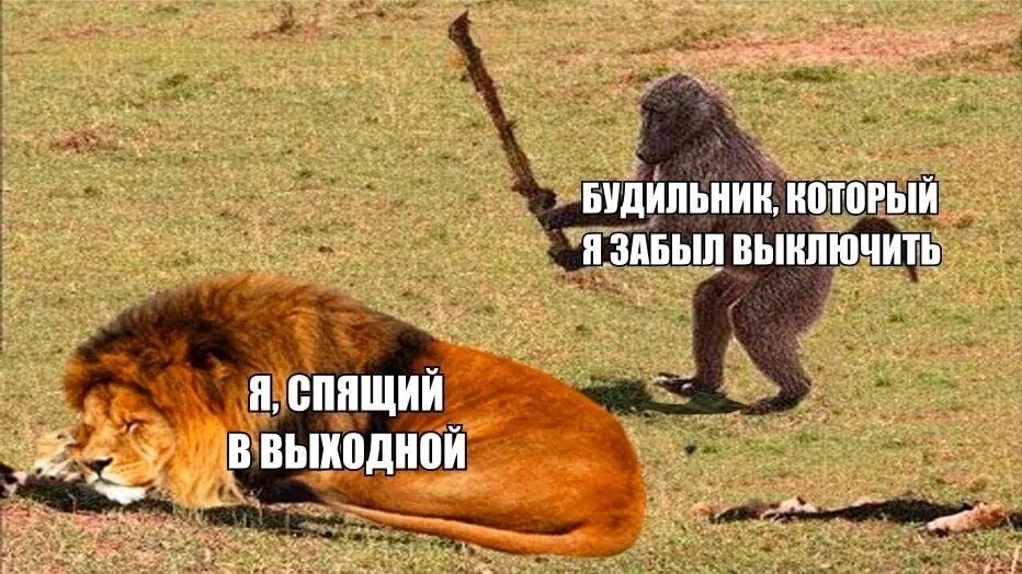 Я, спящий в выходной
Будильник, который я забыл выключить