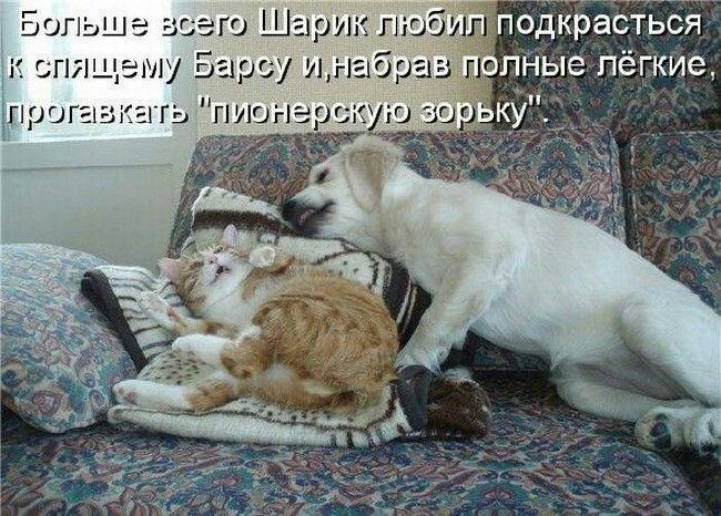 Больше всего Шарик любил подкраться к спящему Барсу и, набрав полные лёгкие, проговорить 