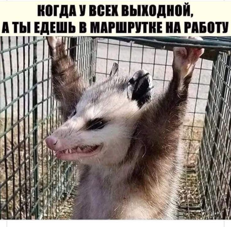 КОГДА У ВСЕХ ВЫХОДНОЙ, А ТЫ ЕДЕШЬ В МАРШРУТКЕ НА РАБОТУ
