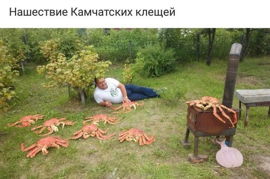 Нашествие Камчатских клещей