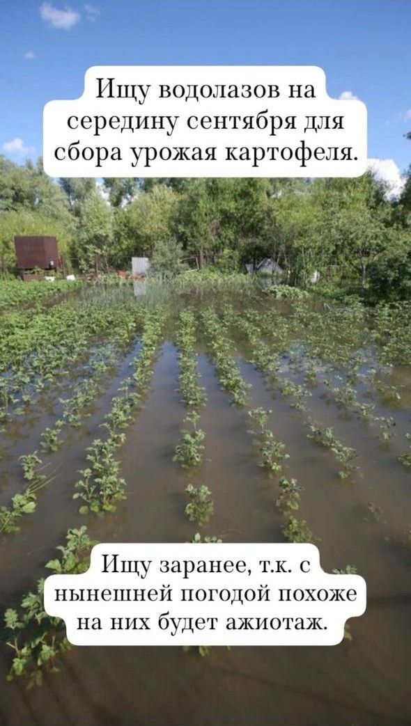 Ищу водолазов на середину сентября для сбора урожая картофеля.
Ищу заранее, т.к. с нынешней погодой похоже на них будет ажиотаж.