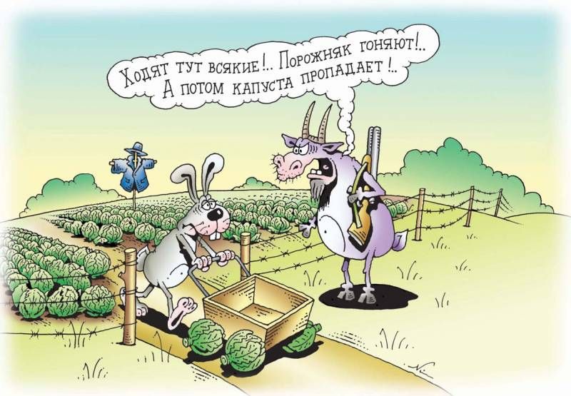 Хотят тут всякие!.. Поросёнок гоняет!.. А потом капуста пропадает!..
