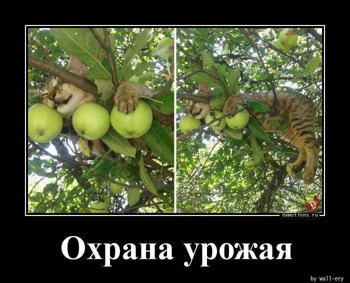 Охрана урожая