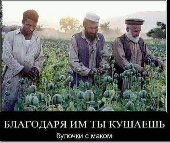 Благодаря им ты кушаешь булочки с маком