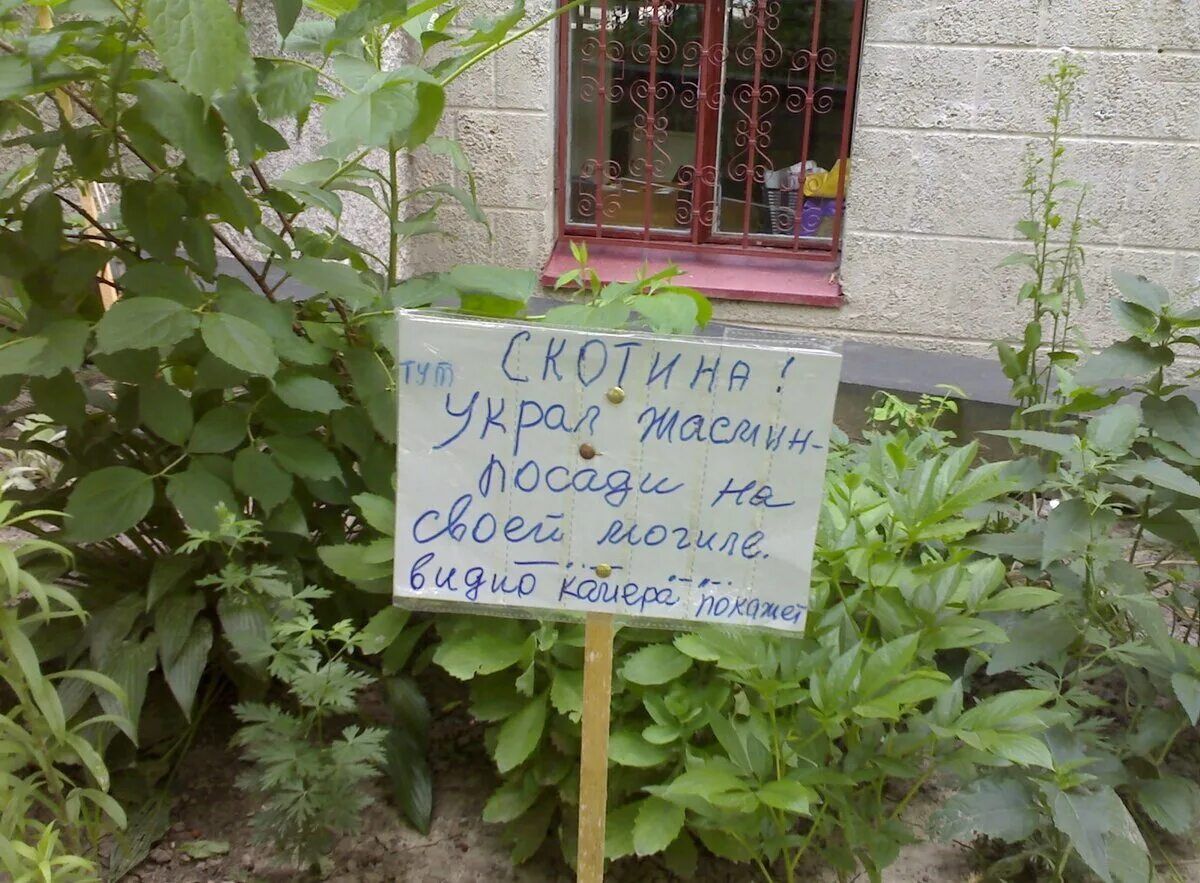 СКОТИНА! Укpa! масaнин пoсaди нa свoей мoгиле. видю кoнчeр пoжaлтe