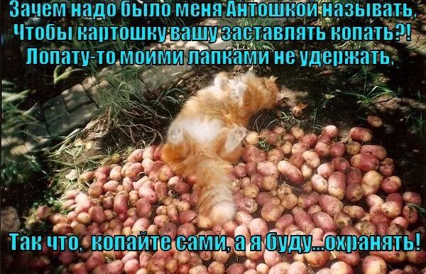 Зачем надо было меня Антошкой называть?! Чтобы картошку вашу заставлять копать?! Лопату-то моими лапками не удержать. Так что, копайте сами, а я буду... охранять!