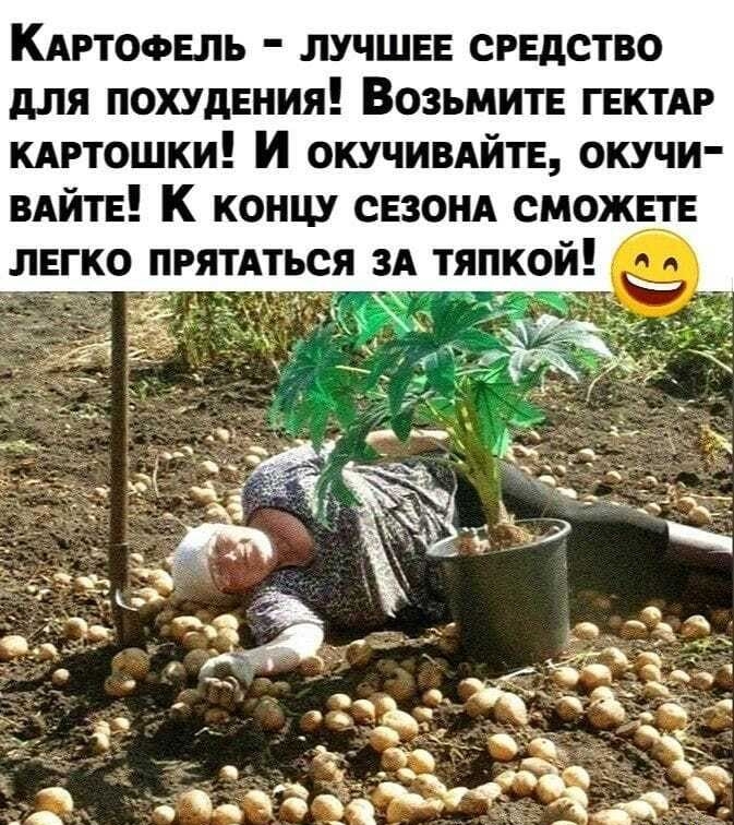 Картофель - лучшее средство для похудения! Возьмите гектар картошки! И окучивайте, окучивайте! К концу сезона сможете легко прятаться за тябкой! 😊