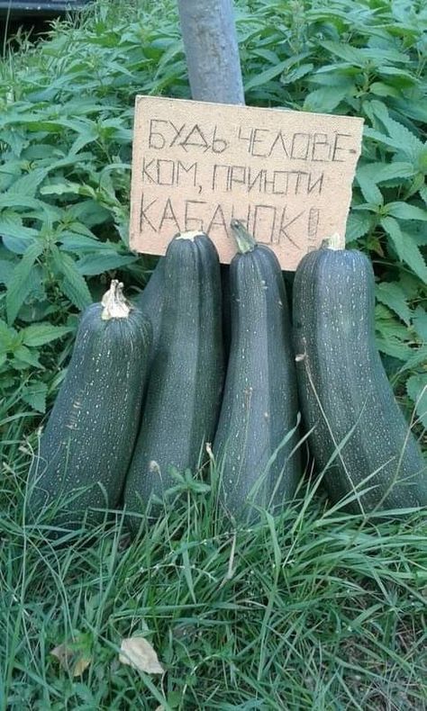 БУДЬ ЧЕЛОВЕКом, ПРИСОЙ КАБАЧКОВ!