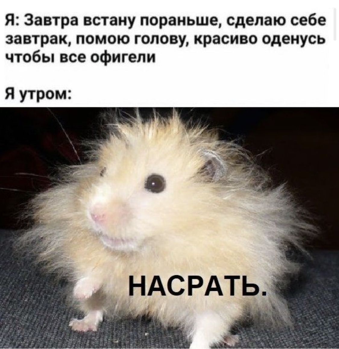 Я: Завтра встану пораньше, сделаю себе завтрак, помогу голову, красиво оденусь чтобы все офигели
Я утром:
НАСРАТЬ.