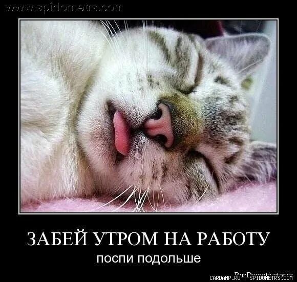 ЗАБЕЙ УТРОМ НА РАБОТУ
поспи подольше
