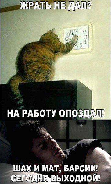 ЖРАТЬ НЕ ДАЛ? НА РАБОТУ ОПОЗДАЛ! ШАХ И МАТ, БАРСИК! СЕГОДНЯ ВЫХОДНЫЙ!