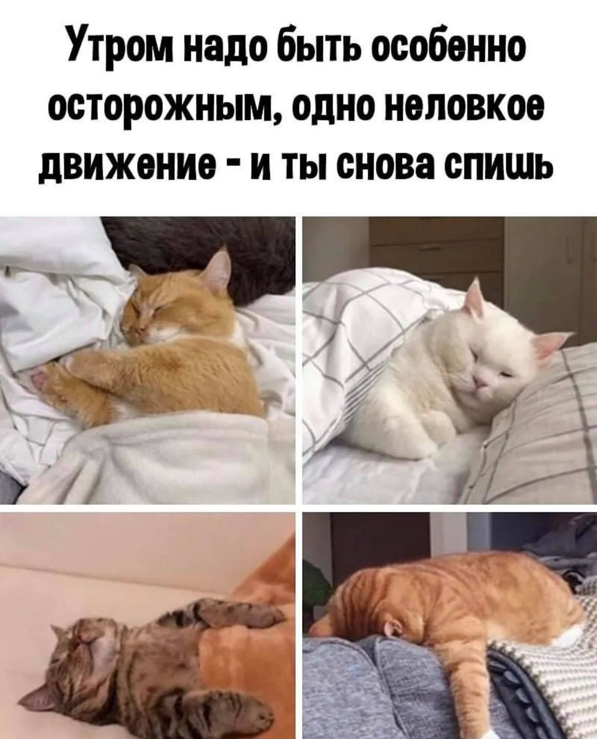 Утром надо быть особенно осторожным, одно неловкое движение - и ты снова спишь
