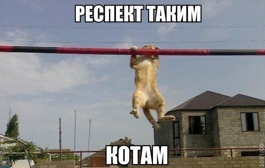 РЕСПЕКТ ТАКИМ КОТАМ