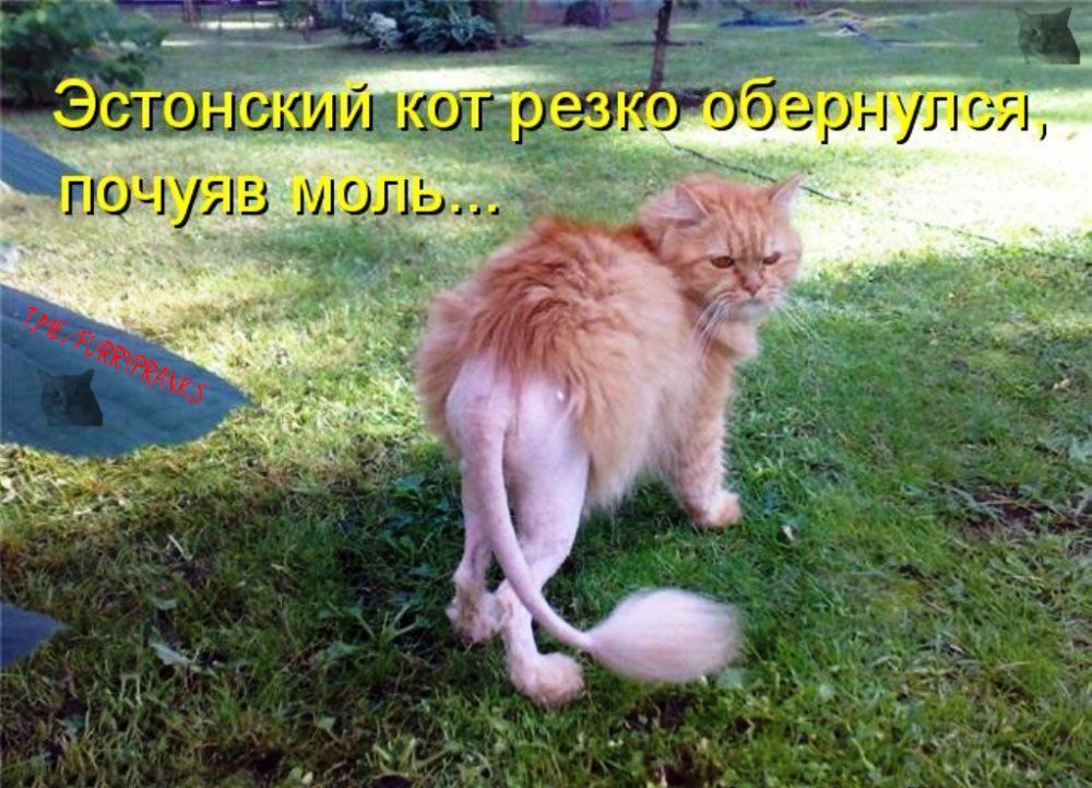 Эстонский кот резко обернулся, почувствовав моль...