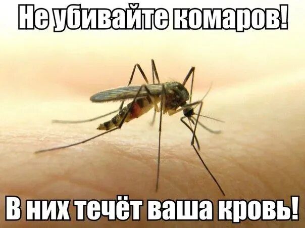 Не убивайте комаров! В них течёт ваша кровь!