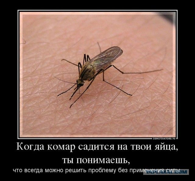 Когда комар садится на твои яйца, ты понимаешь, что всегда можно решить проблему без применения силы.