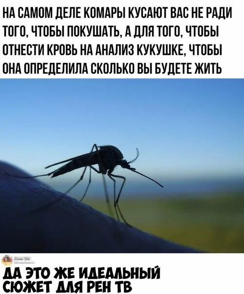 НА САМОМ ДЕЛЕ КОМАРЫ КУСАЮТ ВАС НЕ РАДИ ТОГО, ЧТОБЫ ПОКУШАТЬ, А ДЛЯ ТОГО, ЧТОБЫ ОТНЯТЬ КРОВЬ НА АНАЛИЗ КУКУШКЕ, ЧТОБЫ ОНА ОПРЕДЕЛИЛА СКОЛЬКО ВЫ БУДЕТЕ ЖИТЬ
ДА ЭТО ЖЕ ИДЕАЛЬНЫЙ СЮЖЕТ ДЛЯ РЕН ТВ
