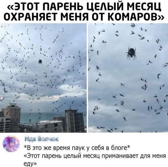 «ЭТОТ ПАРЕНЬ ЦЕЛЫЙ МЕСЯЦ ОХРАНЯЕТ МЕНЯ ОТ КОМАРОВ»
*В это же время паук у себя в блоге* «Этот парень целый месяц приманивает для меня еду»