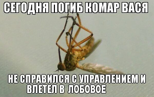 Сегодня погиб комар Вася не справился с управлением и влетел в лобовое