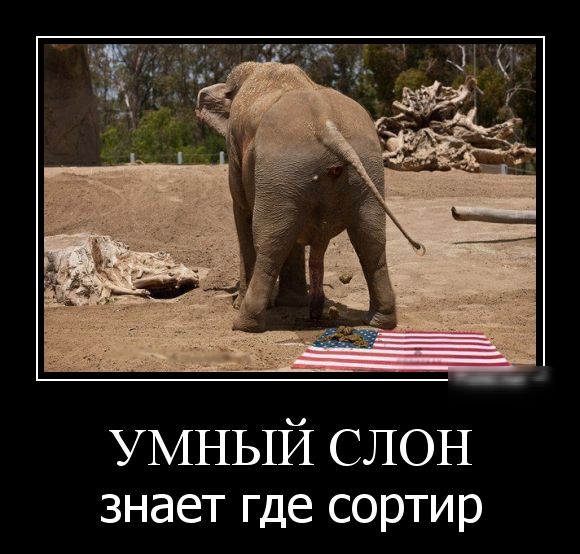 УМНЫЙ СЛОН знает где сортир
