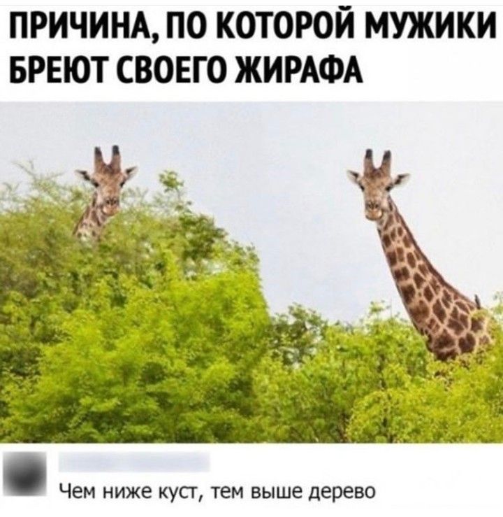 ПРИЧИНА, ПО КТОРОЙ МУЖИКИ БРЕЮТ СВОЕГО ЖИРАФА
Чем ниже куст, тем выше дерево