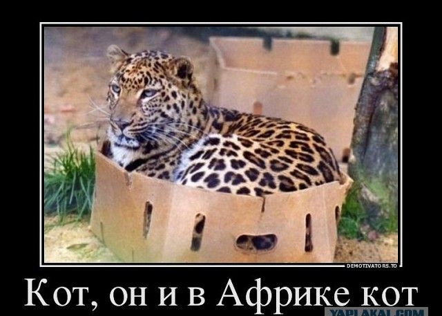 Кот, он и в Африке кот