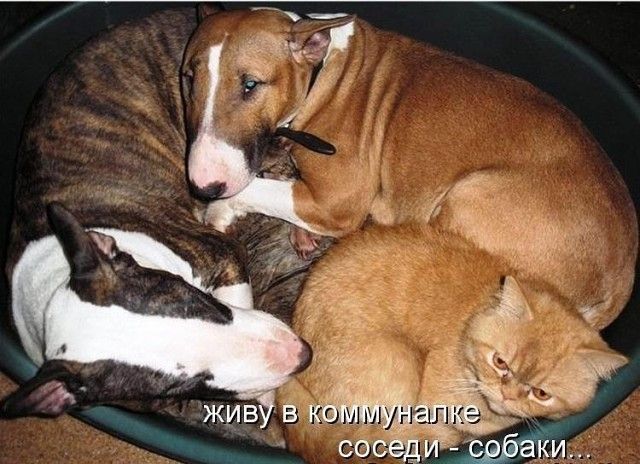 живу в коммуналке соседи - собаки...