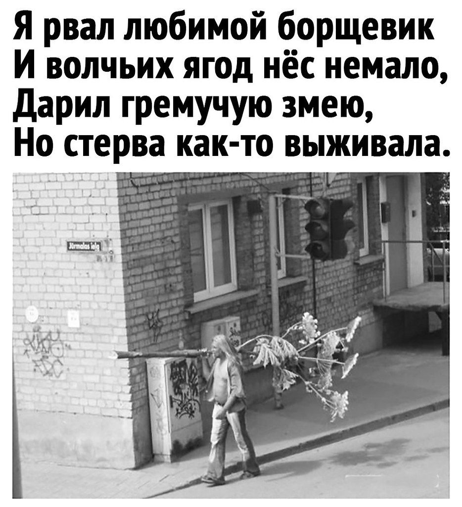 Я рвал любимой борщевик
И волчьих ягод нёс немало,
Дарил гремучую змею,
Но стерва как-то выживала.
