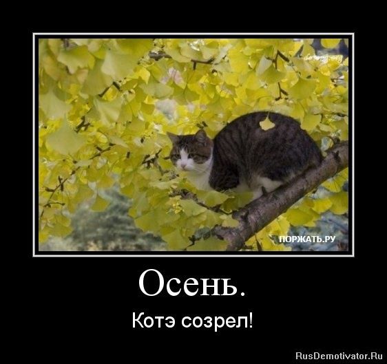 Осень.
Котэ созрел!