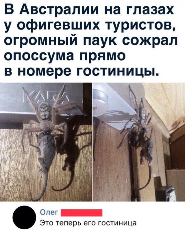 В Австралии на глазах у офигевших туристов, огромный паук сожрал опоссума прямо в номере гостиницы.

Олег: Это теперь его гостиница.