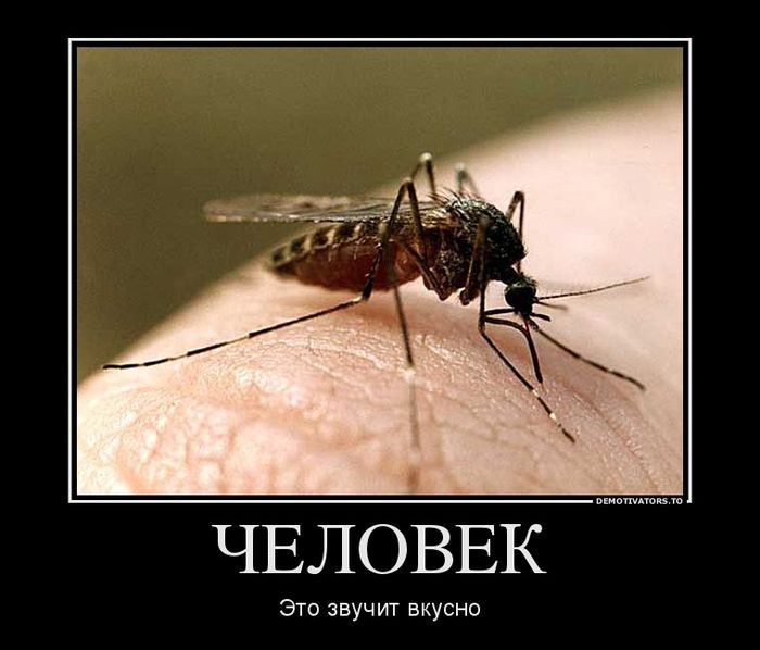 ЧЕЛОВЕК
Это звучит вкусно