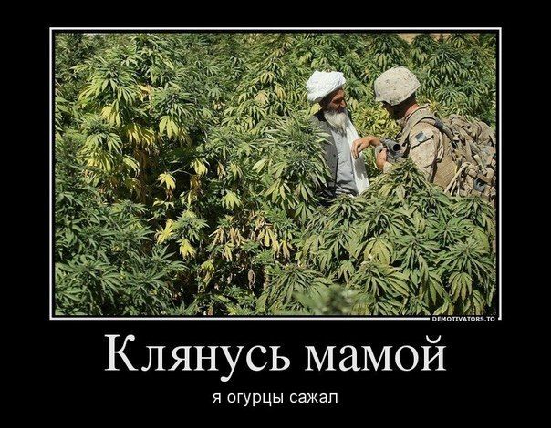 Клянусь мамой
я огурцы сажал