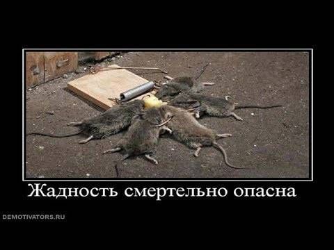 Жадность смертельно опасна