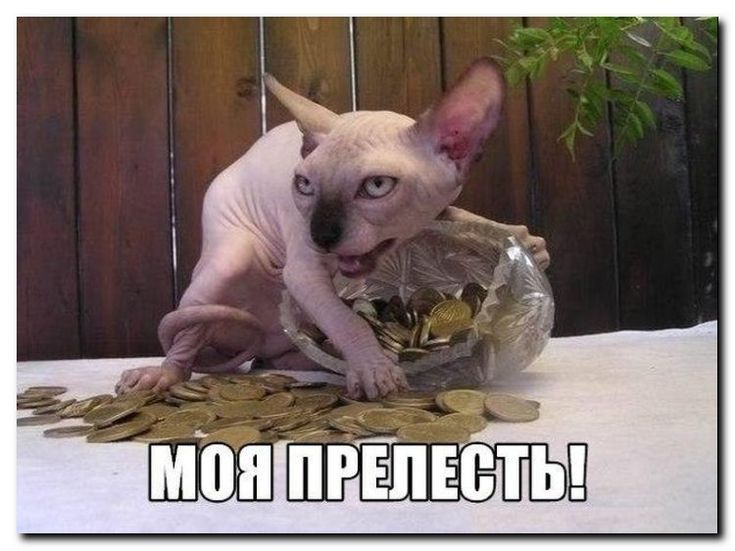 МОЯ ПРЕЛЕСТЬ!