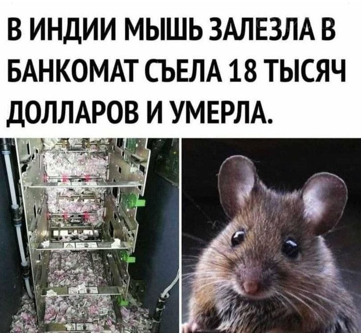В Индии мышь залезла в банкомат, съела 18 тысяч долларов и умерла.