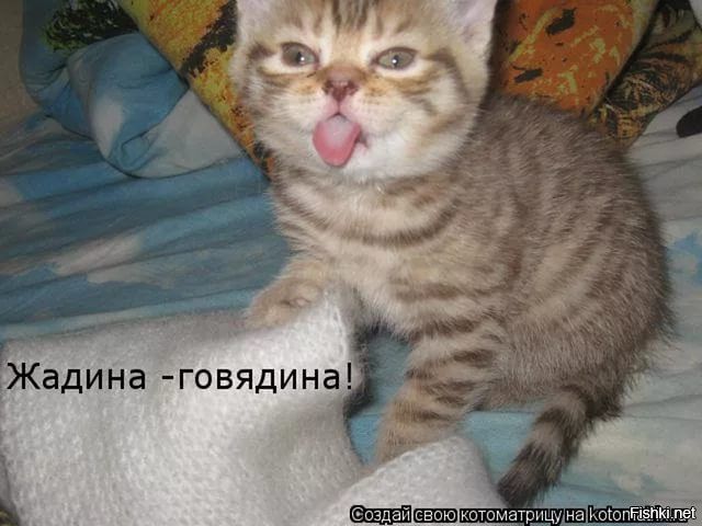 Жадина -говядина!