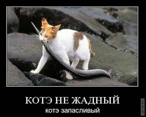 КОТЭ НЕ ЖАДНЫЙ котэ запасливый