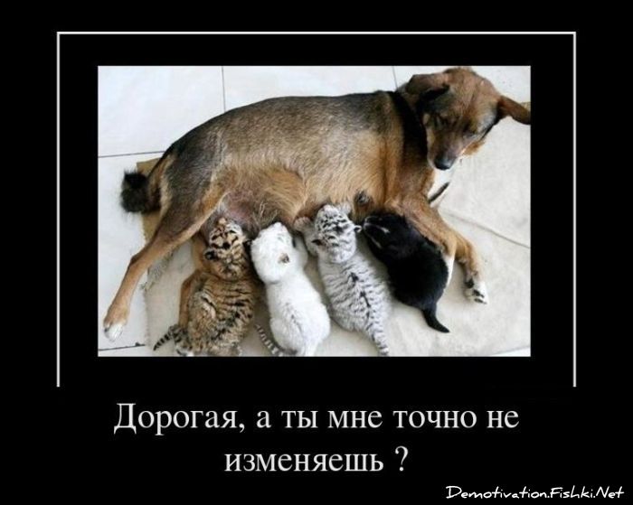 Дорогая, а ты мне точно не изменяешь?