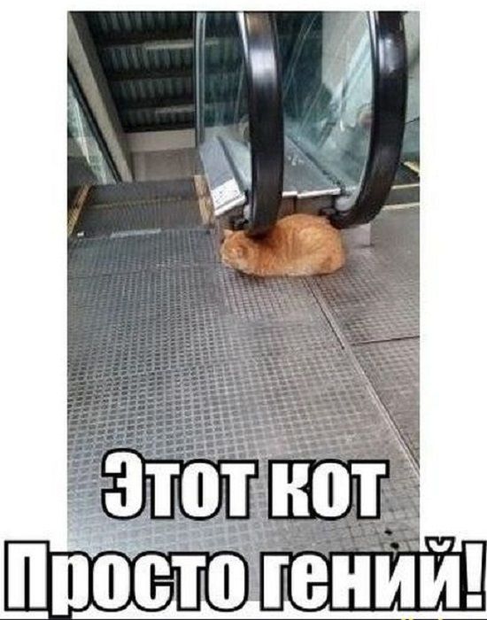 Этот кот
Просто гений!
