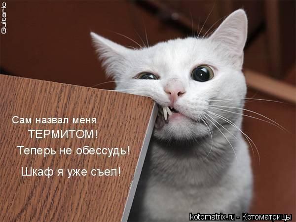 Сам назвал меня ТЕРМИТОМ! Теперь не обессудь! Шкаф я уже съел!