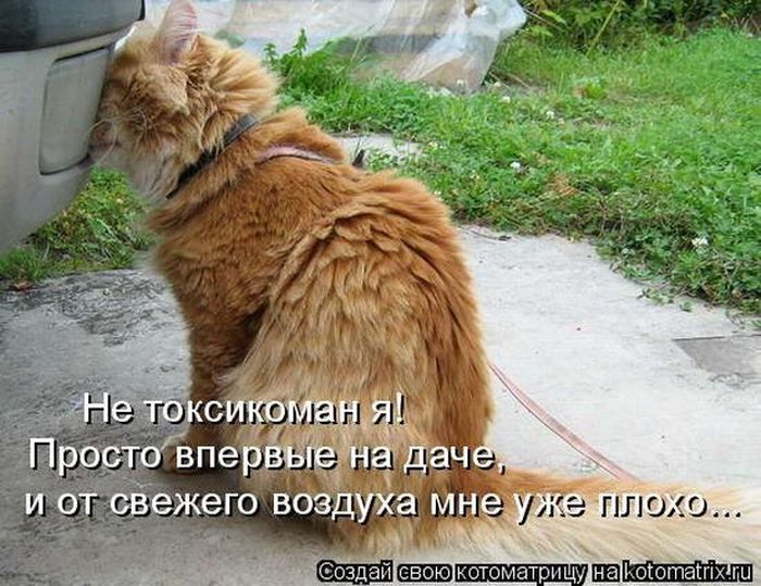 Не токсикоман я! Просто впервые на даче, и от свежего воздуха мне уже плохо...