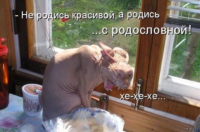 - Не родись красивой, а родись ... с родословной! хе-хе-хе...